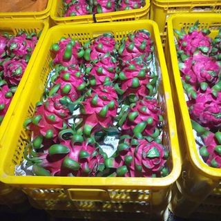 Thanh long ruột đỏ