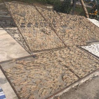 Bong bóng cá chẽm tươi và khô