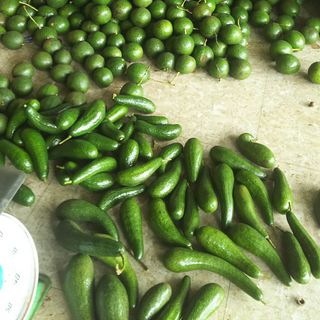 bơ daklak tại vườn