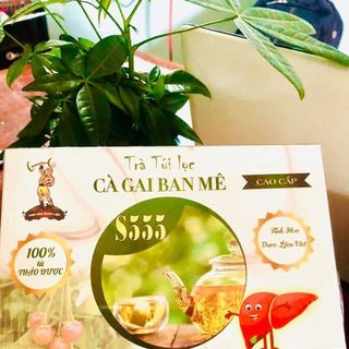 Trà cà gai leo danh cho người hay ăn nhậu