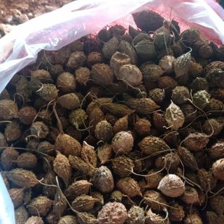 Khổ qua rừng khô