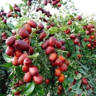 TÁO ĐỎ TÂN CƯƠNG