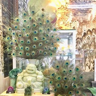 Lông công phong thuỷ ấn độ