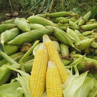 Ngô ngọt Sơn La