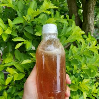 Mật ong rừng
