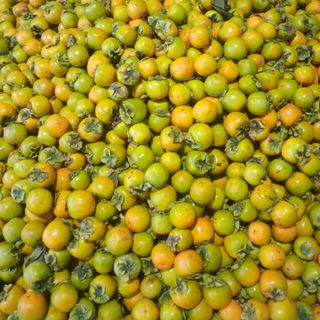 Hồng giòn Bom Son