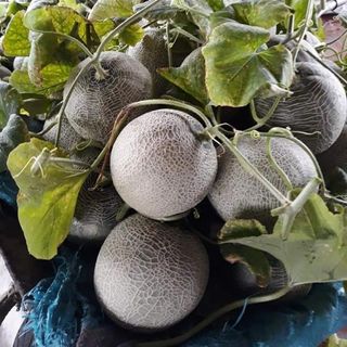 Dưa lưới Ichiba - giống Nhật