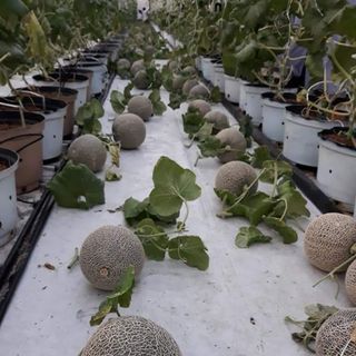 Dưa lưới Ichiba - giống Nhật
