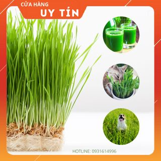Hạt cỏ lúa mạch hữu cơ trồng cây ép nước
