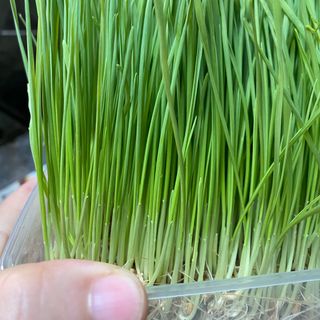 Hạt cỏ lúa mạch hữu cơ trồng cây ép nước