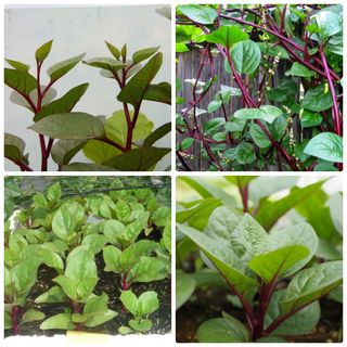 HẠT GIỐNG RAU MỒNG TƠI ĐỎ 10 GAM