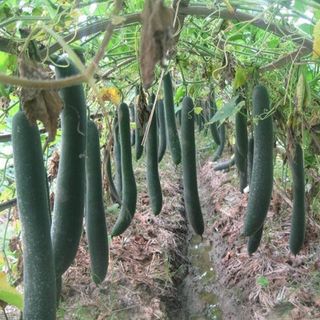HẠT GIỐNG BÍ ĐAO XANH TRÁI DÀI 20 HẠT