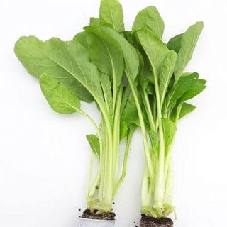 Hạt giống cải ngọt cọng xanh 20gr