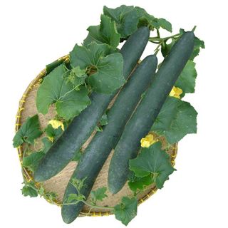 HẠT GIỐNG BÍ ĐAO XANH TRÁI DÀI 20 HẠT