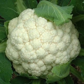 Hạt giống bông cải (súp lơ) trắng