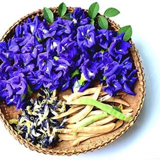 TRÀ HOA ĐẬU BIẾC