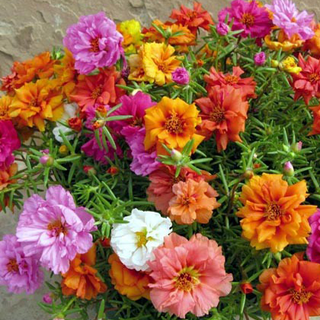 Hạt giống hoa mười giờ mix nhiều màu