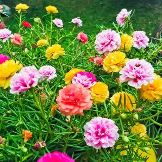 Hạt giống hoa mười giờ mix nhiều màu
