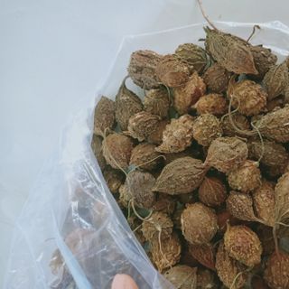 Mướp đắng rừng khô
