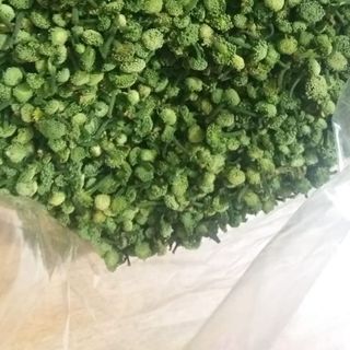 Nụ tam thất loại đẹp