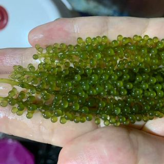 rong nho tách nước hàng nội địa việt
