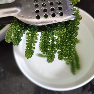 rong nho tách nước
