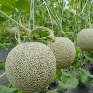 Dưa lưới chuẩn Vietgap