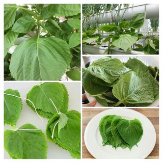 Sỉ lẻ lá ken nhíp giá tốt chỉ 65 k (Lá tia tô Nhật, là vừng, lá mè)
