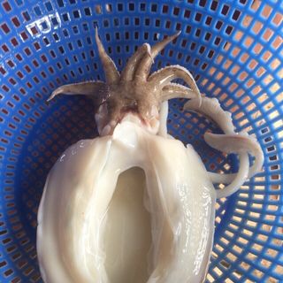 MỰC NANG ĐẢO CÂU TRÊN GHE - HÀNG HIẾM (KHÔNG PHẢI MỰC NANG LƯNG ĐEN)