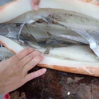 MỰC LÁ ĐẠI DƯƠNG