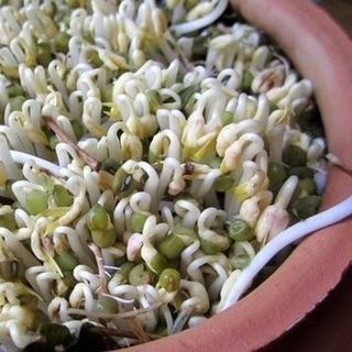 Đỗ xanh làm giá