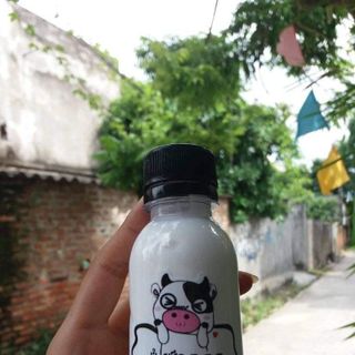 Ủ sữa non kích trắng