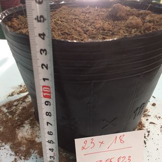 Bịch bầu ươm cây size 23x18