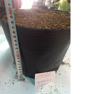 Bịch bầu ươm cây size 26x21