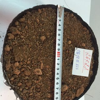Bịch bầu ươm cây size 26x21