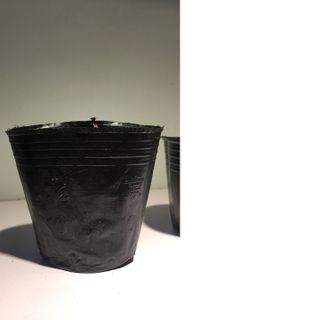 Bịch bầu ươm cây size 10x10