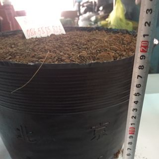 Bịch bầu ươm cây size 28x25