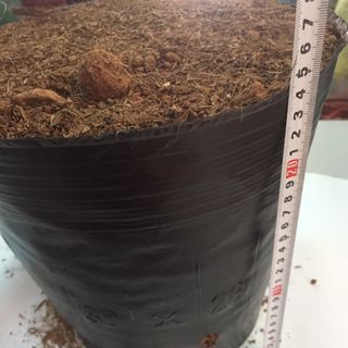Bịch bầu ươm cây size 30x28
