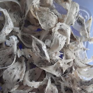 Tổ yến( yến thô-tinh chế)