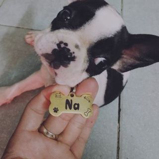 SỈ Thẻ Tên Chó Mèo THỏ