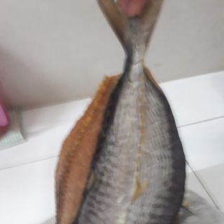 Sỉ cá Thu bè đặc sản vùng Hà Tiên - Phú Quốc