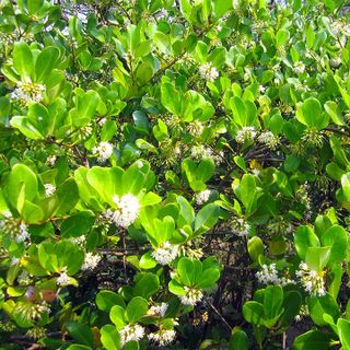 [HONEYLAND] - Mật Ong Hoa Sú Vẹt 470g