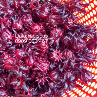 Dala Hibiscus - hoa atiso đỏ tách sẵn hạt - bán buôn bán lẻ