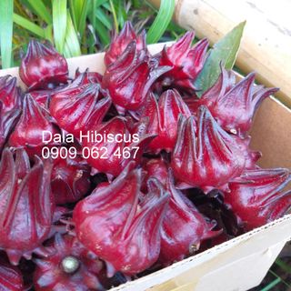 Dala Hibiscus - Hoa atiso đỏ tươi chưa tách hạt - bán buôn bán lẻ