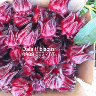 Dala Hibiscus - Hoa atiso đỏ tươi chưa tách hạt - bán buôn bán lẻ giá sỉ