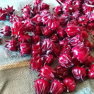Dala Hibiscus - Hoa atiso đỏ tươi chưa tách hạt - bán buôn bán lẻ
