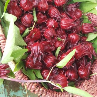 HOA ATISO ĐỎ TƯƠI ĐÃ TÁCH HẠT