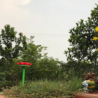 ĐÀI NIỆM PHẬT NĂNG LƯỢNG MẶT TRỜI