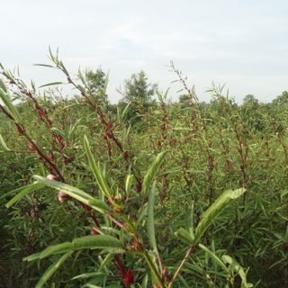 Dala Hibiscus - bán lá cây hoa atiso đỏ/ hibiscus/bụp giấm