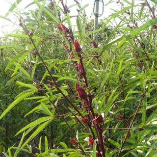 Dala Hibiscus - bán lá cây hoa atiso đỏ/ hibiscus/bụp giấm